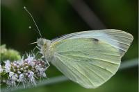 Pieris rapae