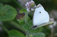Pieris rapae