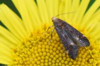 Apodia bifractella