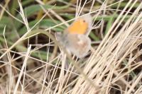 Coenonympha pamphilus