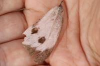 Pieris brassicae