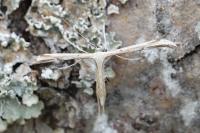 Emmelina monodactyla