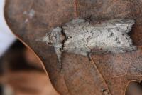 Nycteola revayana