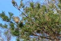 Thaumetopoea pityocampa