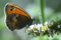 Coenonympha pamphilus