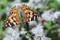 Vanessa cardui