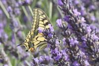 Papilio machaon