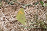 Colias crocea