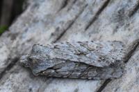 Lithophane ornitopus