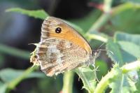 Pyronia tithonus
