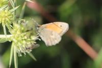 Coenonympha pamphilus