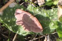 Scopula rubiginata