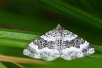 Epirrhoe alternata