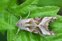 Phlogophora meticulosa