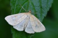 Psammotis pulveralis
