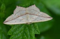 Timandra comae