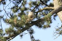 Thaumetopoea pityocampa