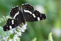 Araschnia levana