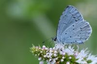 Celastrina argiolus