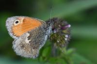 Coenonympha pamphilus