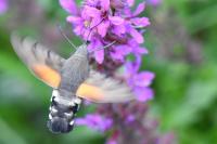 Macroglossum stellatarum