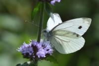 Pieris napi