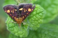 Pyrausta aurata