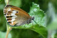 Coenonympha arcania