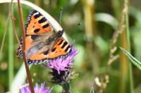 Aglais urticae