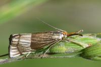 Chrysocrambus linetella