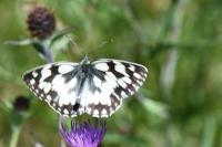 Melanargia galathea