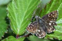 Pyrgus malvae