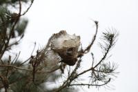 Thaumetopoea pityocampa