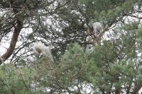 Thaumetopoea pityocampa