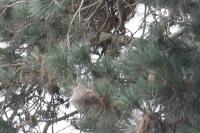 Thaumetopoea pityocampa