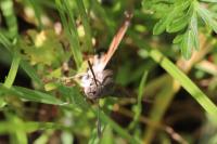 Macroglossum stellatarum
