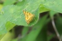 Pseudopanthera macularia