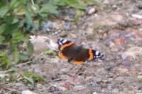 Vanessa atalanta