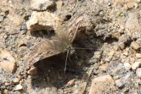 Erynnis tages