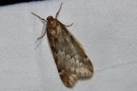 Alsophila aescularia