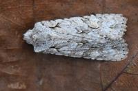 Lithophane ornitopus