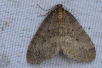Operophtera brumata