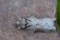 Nycteola revayana