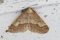 Phigaliohybernia marginaria