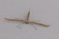 Emmelina monodactyla