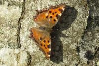 Nymphalis polychloros