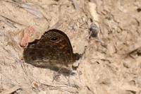 Lasiommata megera