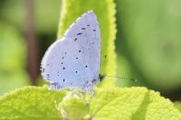 Celastrina argiolus