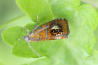 Olethreutes arcuella