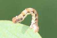 Erannis defoliaria